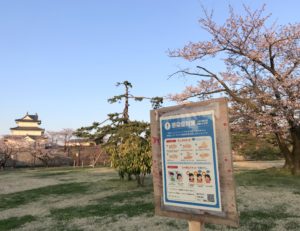 桜が咲き始めた新発田城址公園