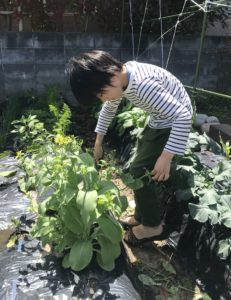 チンゲンサイの花を収穫する息子